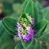 Hebe speciosa